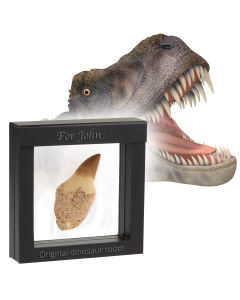 Original dinosaur tooth