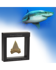 Authentique dent de requin fossile 